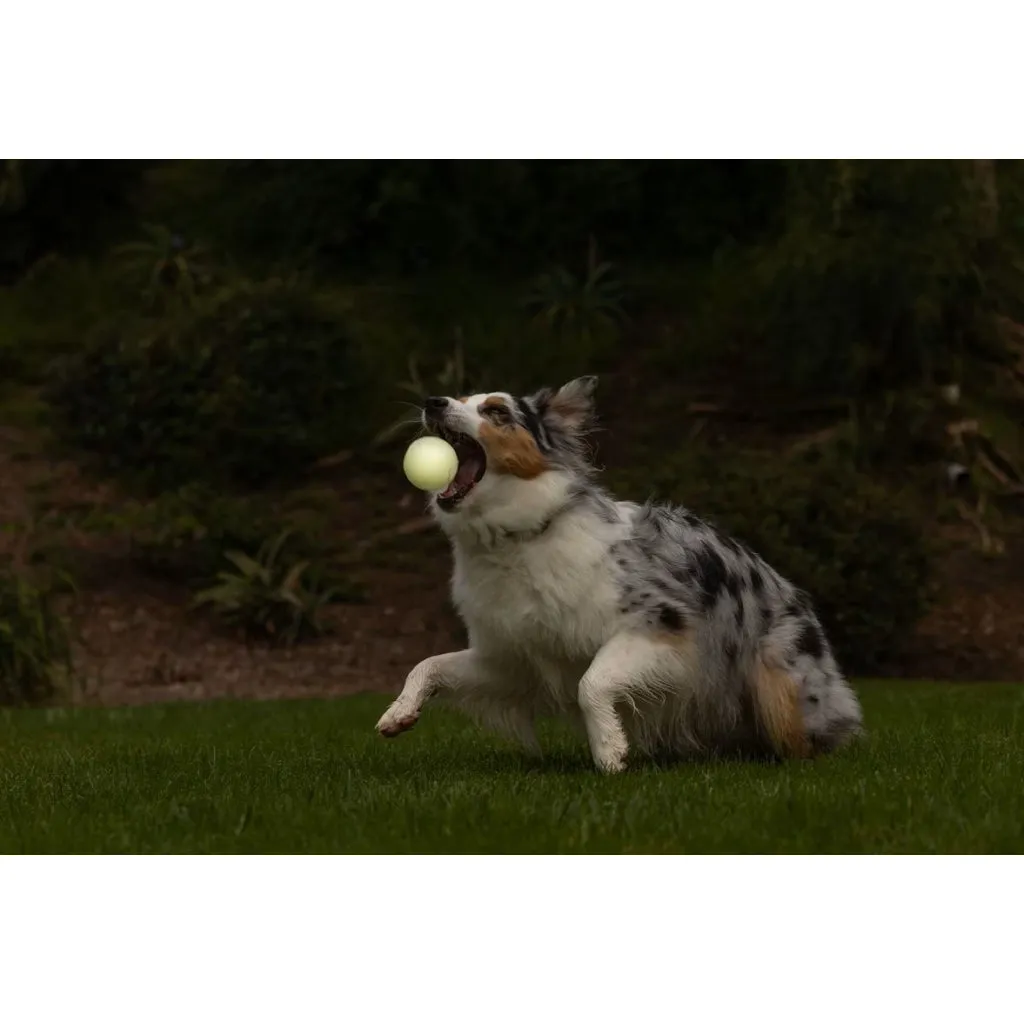 Chuckit! Max Glow Ball Toy for Dogs