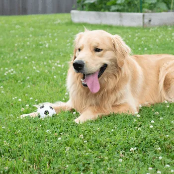 Gnawsome Squeaker Soccer Ball